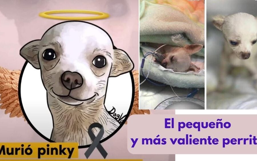 Muere ‘Pinky’, el perrito Chihuahua que unos ladrones le atravesaron un trinche de jardinería