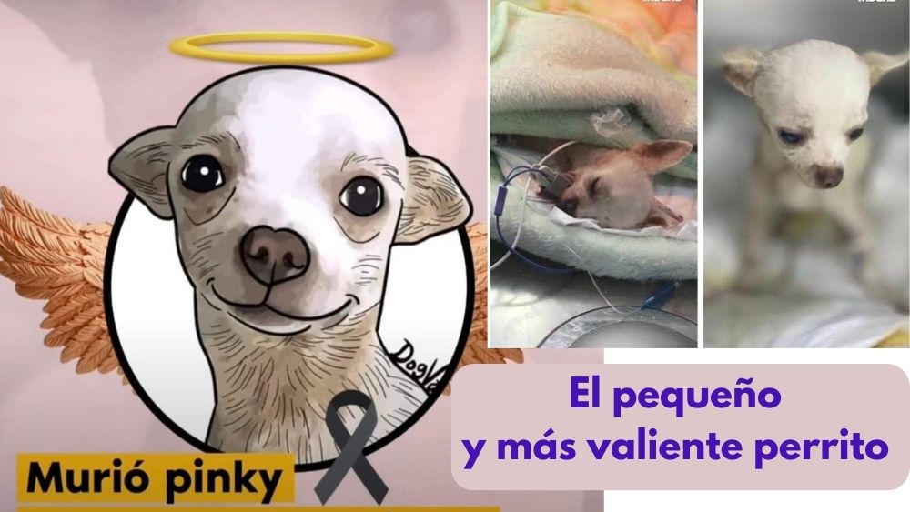 Muere ‘Pinky’, el perrito Chihuahua que unos ladrones le atravesaron un trinche de jardinería
