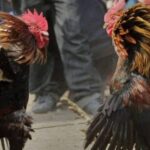 En Guanajuato buscan prohibir las peleas de gallos