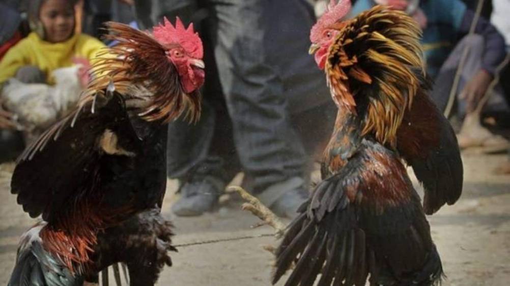 En Guanajuato buscan prohibir las peleas de gallos