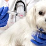 Vacuna a tus mascotas, del 17 al 28 de abril está la Jornada de vacunación antirrábica. Puestos de vacunación aquí