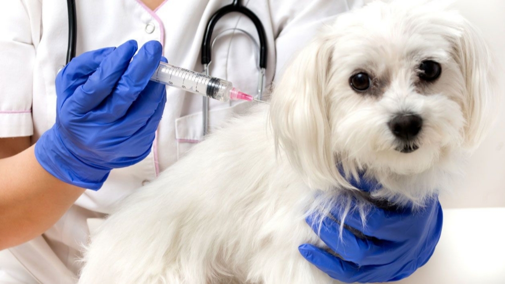 Vacuna a tus mascotas, del 17 al 28 de abril está la Jornada de vacunación antirrábica. Puestos de vacunación aquí