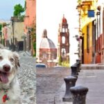 Amor es… perritos turisteando en las calles de San Miguel de Allende