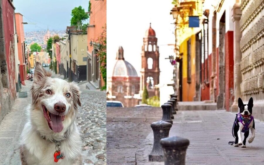 Amor es… perritos turisteando en las calles de San Miguel de Allende