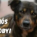 VIDEOS. Scooby, el perrito que un hombre arrojó a un cazo hirviente y dolió a México