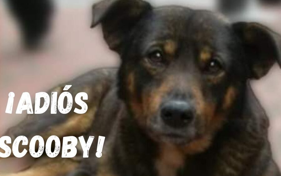 VIDEOS. Scooby, el perrito que un hombre arrojó a un cazo hirviente y dolió a México