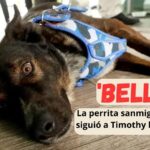 ‘Bella’, la fiel perrita que siguió a Timothy desde San Miguel de Allende hasta naufragar en altamar