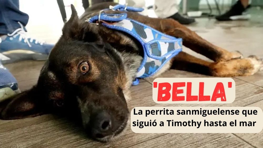 ‘Bella’, la fiel perrita que siguió a Timothy desde San Miguel de Allende hasta naufragar en altamar