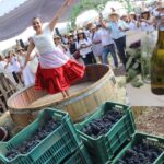 Los viñedos de Guanajuato realizan sus vendimias y aquí te dejamos las fechas y lugares
