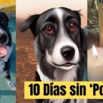 DÍA 10. La incansable búsqueda del perrito ‘Poncho’, secuestrado por los asaltantes de su amo en San Miguel de Allende