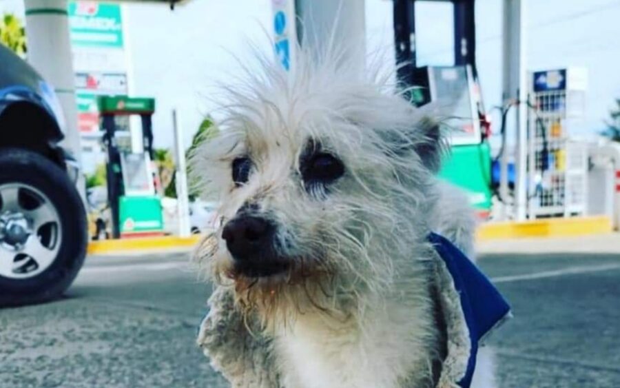 Muere envenenado Gasolin, perrito que trabajaba en gasolinera de Baja California
