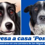 Se extiende búsqueda de ‘Poncho’, el perrito secuestrado en San Miguel de Allende; ofrecen recompensa