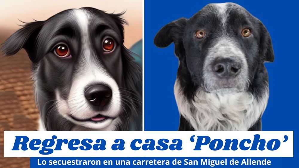Se extiende búsqueda de ‘Poncho’, el perrito secuestrado en San Miguel de Allende; ofrecen recompensa