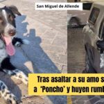 La desesperada búsqueda de ‘Poncho’, el perrito que fue secuestrado en San Miguel de Allende por los asaltantes de su dueño