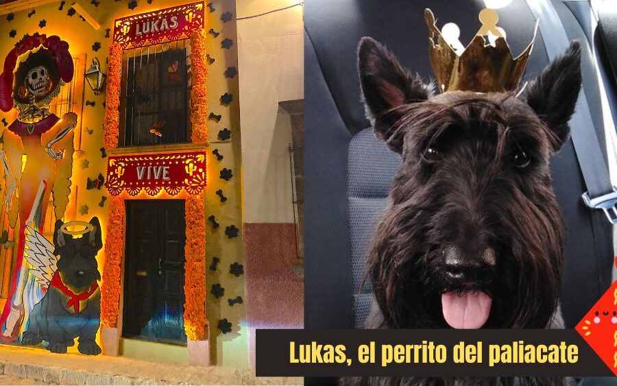 Lukas, el perrito que voló al cielo de las mascotas y recordaron en San Miguel de Allende