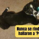 ¡Milagro perruno! Poncho, el Border Collie secuestrado en San Miguel de Allende, vuelve a casa gracias a la solidaridad de la comunidad