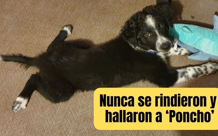 ¡Milagro perruno! Poncho, el Border Collie secuestrado en San Miguel de Allende, vuelve a casa gracias a la solidaridad de la comunidad