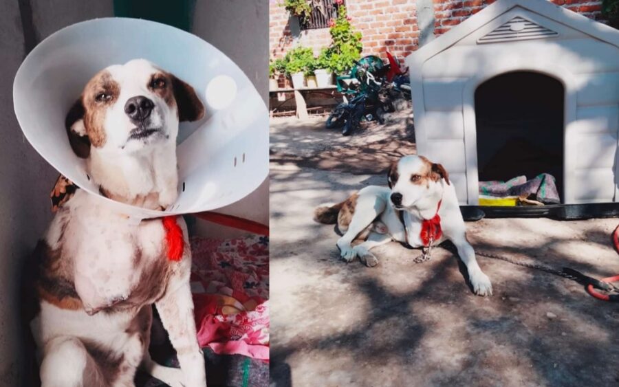 La historia de Firu, el perrito que perdió su patita tras ser sacudido por un pit bull