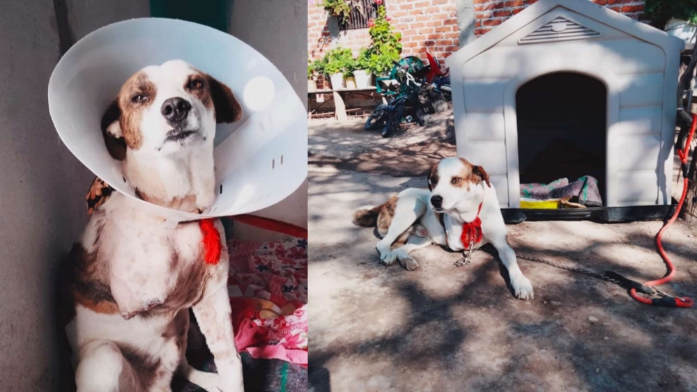 La historia de Firu, el perrito que perdió su patita tras ser sacudido por un pit bull