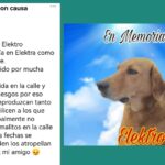 Muere Elektro, perrito que habría sufrido un infarto a causa de la pirotécnia en Coahuila