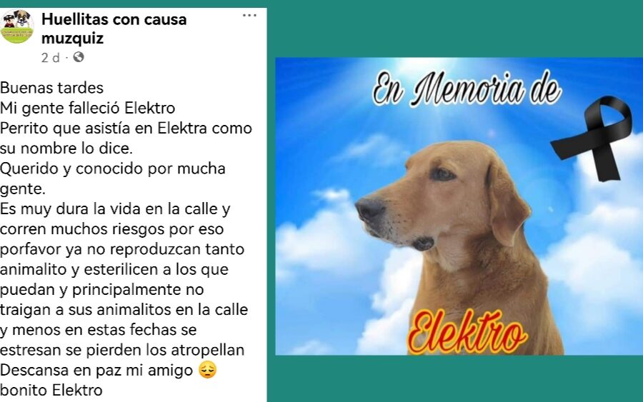 Muere Elektro, perrito que habría sufrido un infarto a causa de la pirotécnia en Coahuila