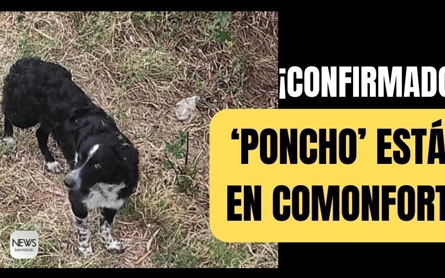 ¡BUENAS NOTICIAS! ‘Poncho’, el perrito secuestrado por asaltantes en San Miguel de Allende ¡está en Comonfort!