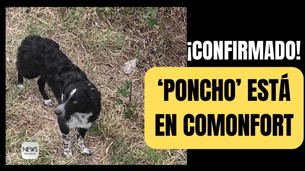¡BUENAS NOTICIAS! ‘Poncho’, el perrito secuestrado por asaltantes en San Miguel de Allende ¡está en Comonfort!