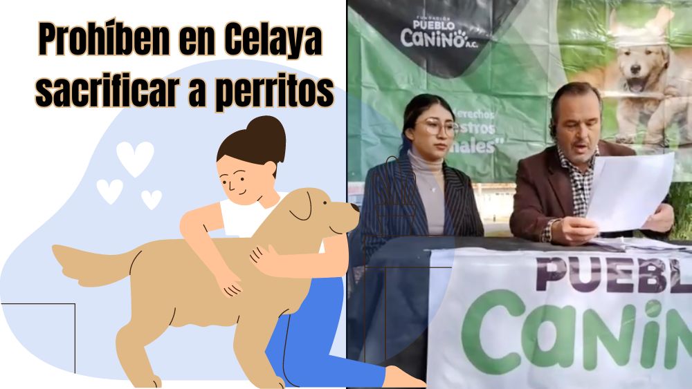 ¡BUENA NOTICIA! Histórico fallo judicial prohíbe sacrificio de animales en Celaya