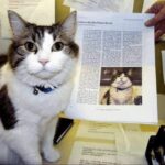 Oscar, el gatito de terapia que predecia la muerte de ancianos en Estados Unidos