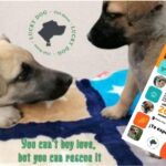 Únete a las jornadas de adopción de la asociación Lucky Dogs Club House