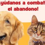 Requisitos para esterilizar perros y gatos en la campaña del 10 de febrero en SMA
