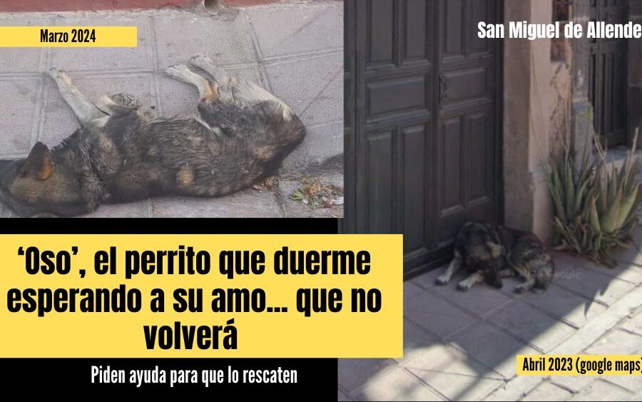 La dolorosa odisea de ‘Oso, un perrito en la colonia San Antonio que vecinos piden rescatar
