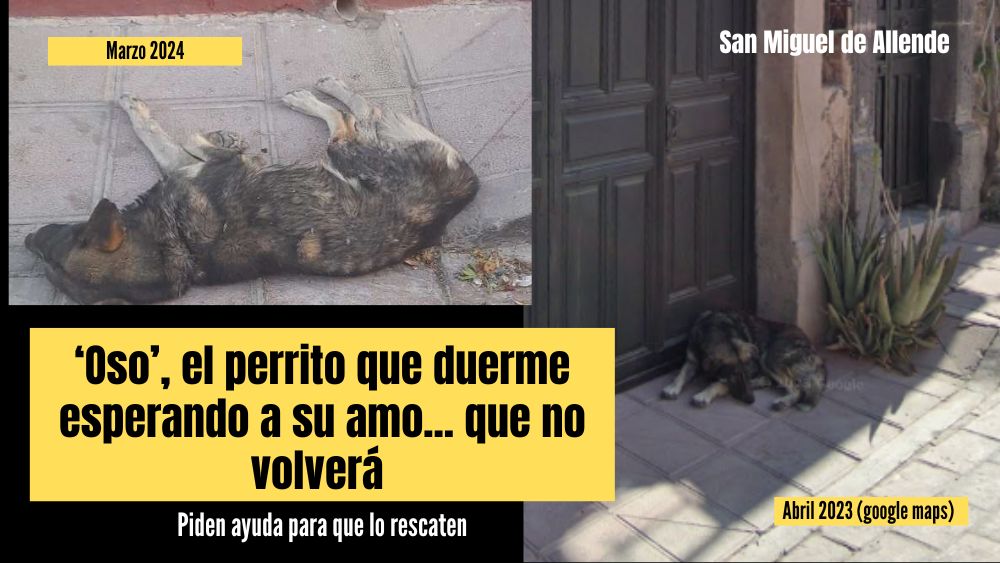 La dolorosa odisea de ‘Oso, un perrito en la colonia San Antonio que vecinos piden rescatar