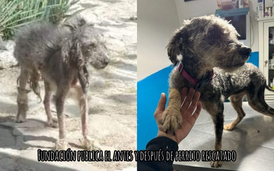 El antes y después de un perrito rescatado por la Fundación Salvando Seres Vivos con Amor