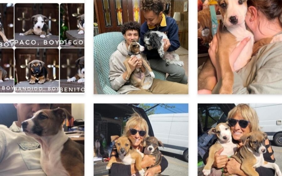 Perritos rescatados en SMA se fueron a Estados Unidos y encontraron una familia amorosa
