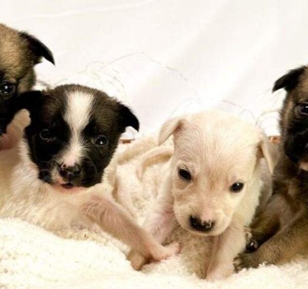 Asociación Lucky Dogs Club House piden apoyo para sacar adelante a 80 perritos que tienen en su refugio