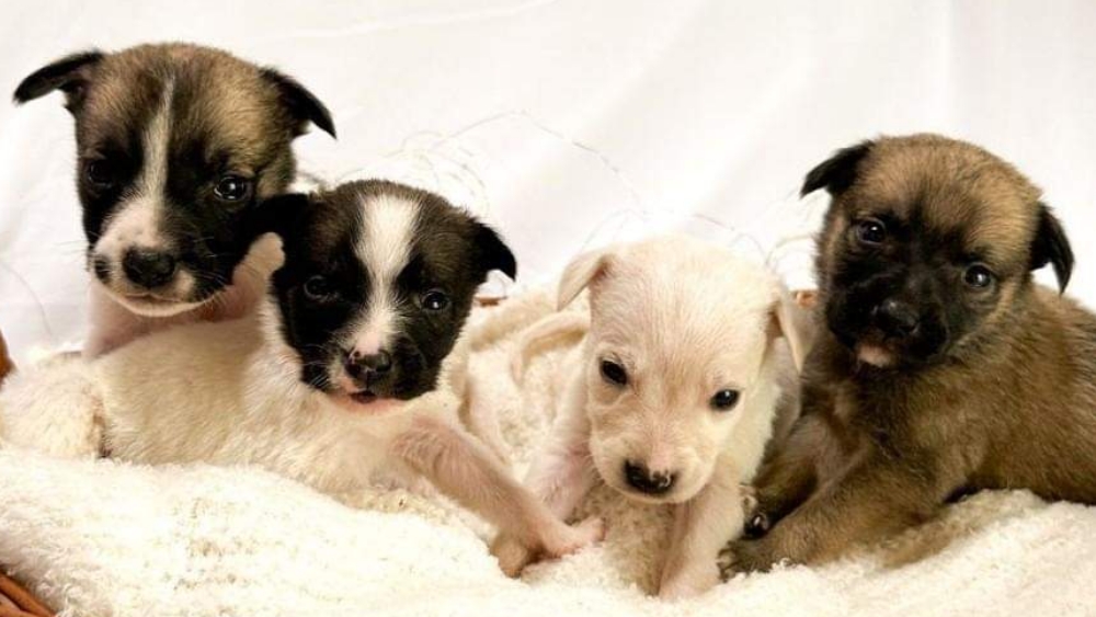 Asociación Lucky Dogs Club House piden apoyo para sacar adelante a 80 perritos que tienen en su refugio
