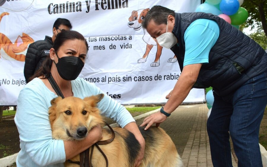 Aplican 31 mil dosis de vacuna a perros y gatos en la jornada antirrábica en San Miguel de Allende