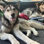 Abandonan dueños a 2 perritos Huskys en la carretera a Querétaro; les buscan hogar