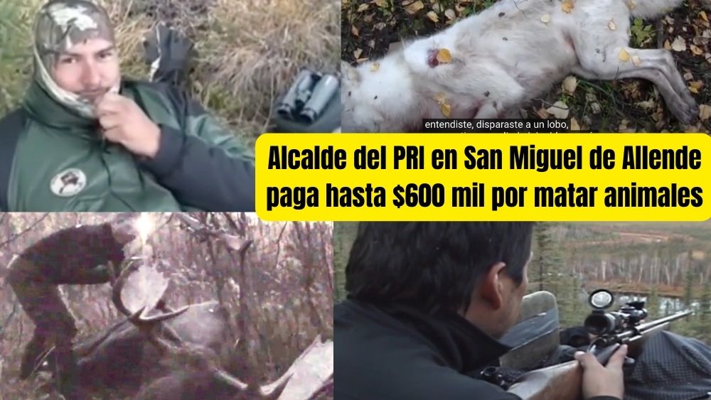 Alcalde del PRI, Mauricio Trejo Pureco, paga hasta $600 mil por matar animales a balazos: EXCELSIOR