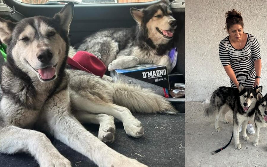 Ya tienen una familia los perritos Husky que abandonaron en los límites de Querétaro y SMA