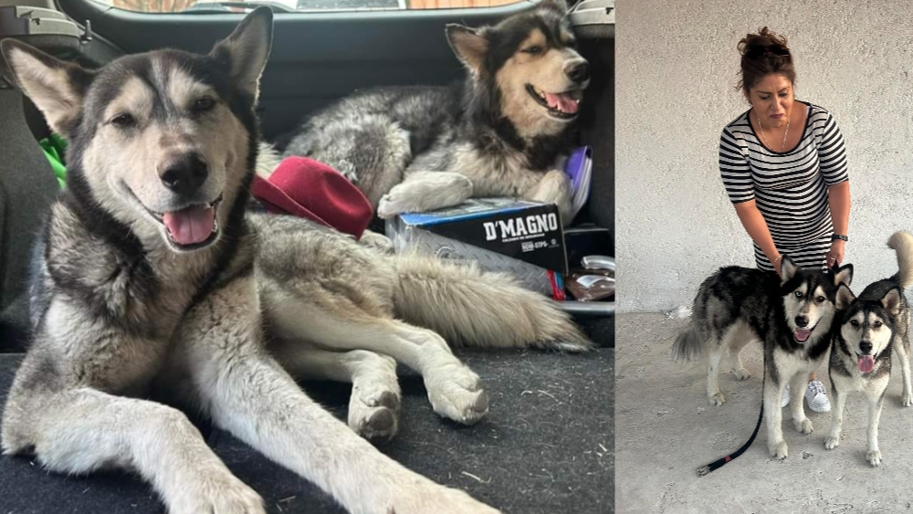 Ya tienen una familia los perritos Husky que abandonaron en los límites de Querétaro y SMA