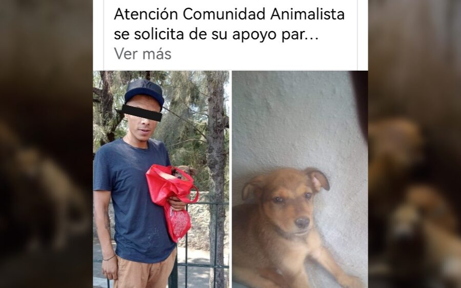 Activista denuncia que vuelven a darle un perro a hombre acusado de maltratarlos