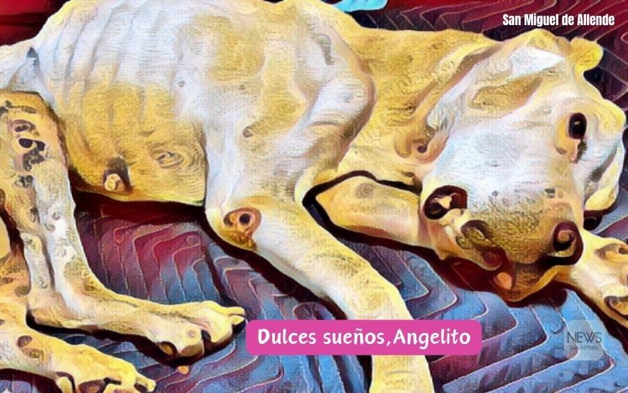 La triste historia de ‘Ángel’, el perrito arrojado a calles de San Miguel de Allende tras ser víctima de maltrato y crueldad animal