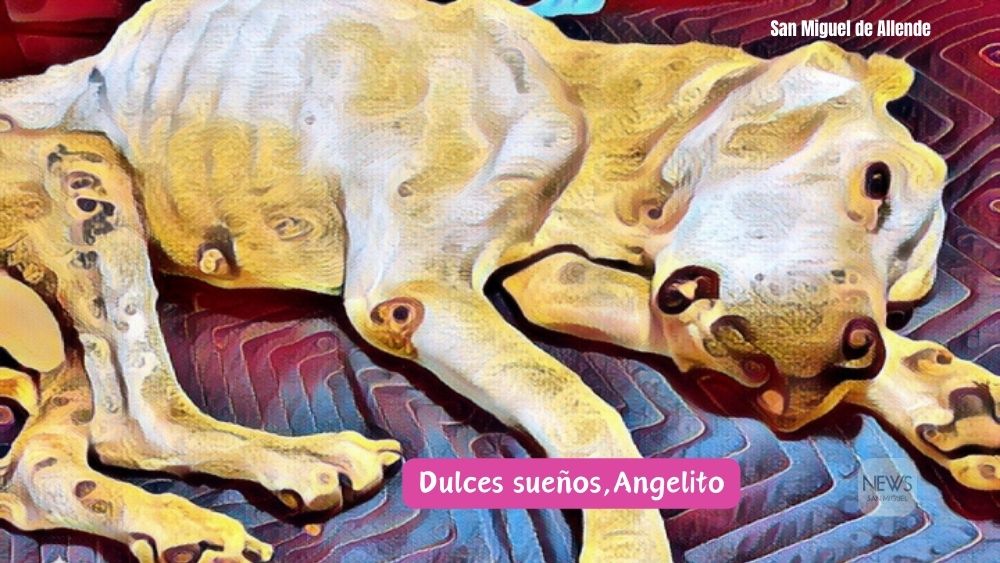 La triste historia de ‘Ángel’, el perrito arrojado a calles de San Miguel de Allende tras ser víctima de maltrato y crueldad animal