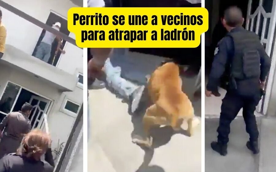 VIDEO. Hasta un perrito se une a la justicia vecinal en Tecámac al atrapar a presunto ladrón