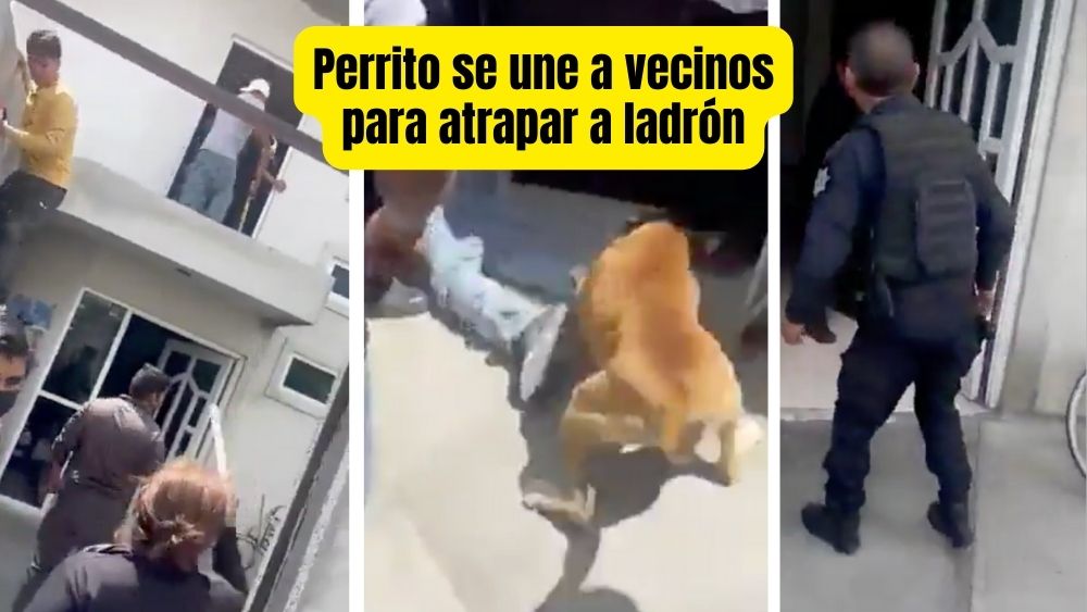 VIDEO. Hasta un perrito se une a la justicia vecinal en Tecámac al atrapar a presunto ladrón