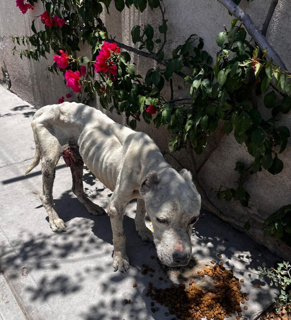 La triste historia de 'Ángel', el perrito arrojado a calles de San ...