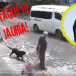 ¡Jauría de perros ataca a abuelita!