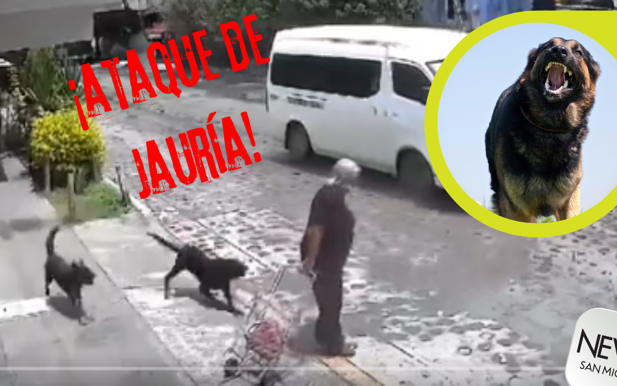 ¡Jauría de perros ataca a abuelita!